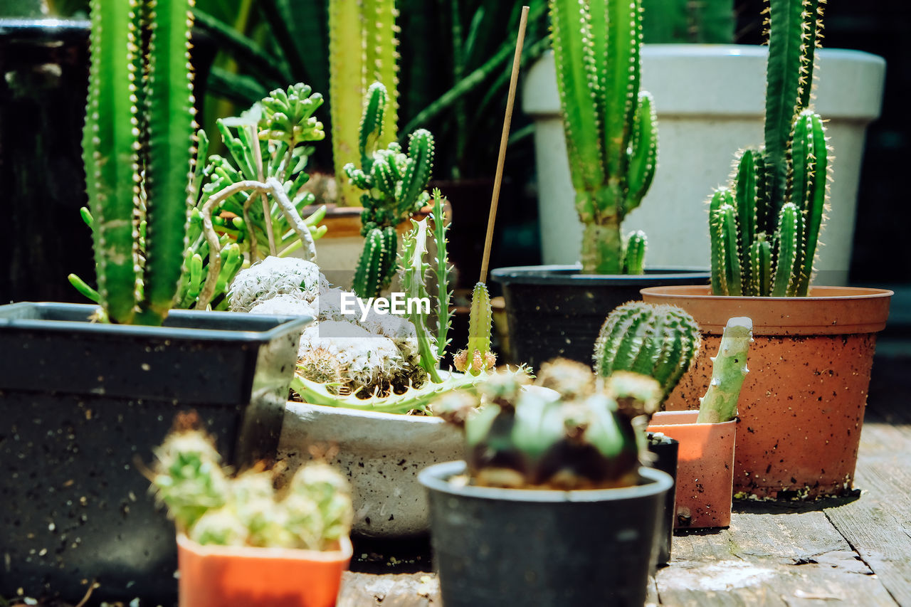 Tiny potted cactus. plants in a pots. home decor.