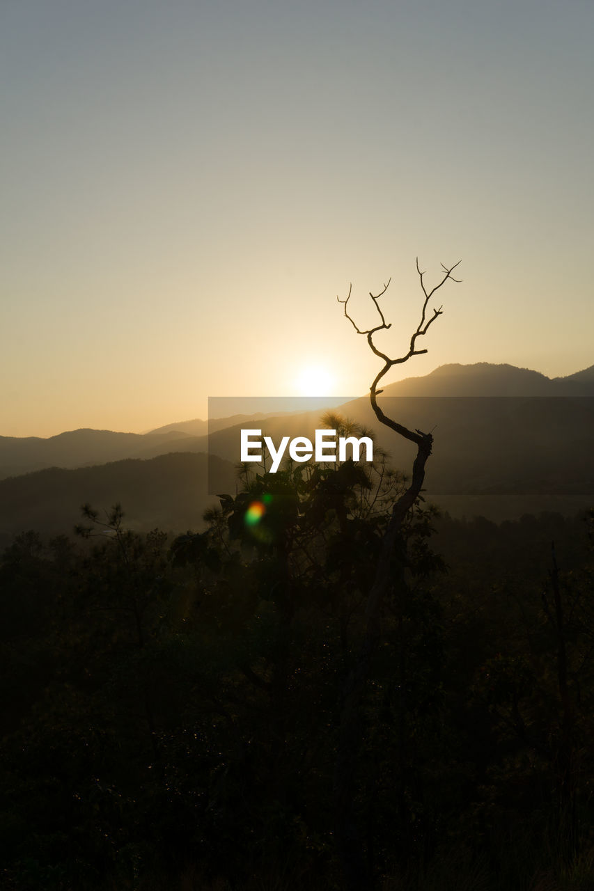 SILHOUETTE TREE ON MOUNTAIN AGAINST SKY DURING SUNSET