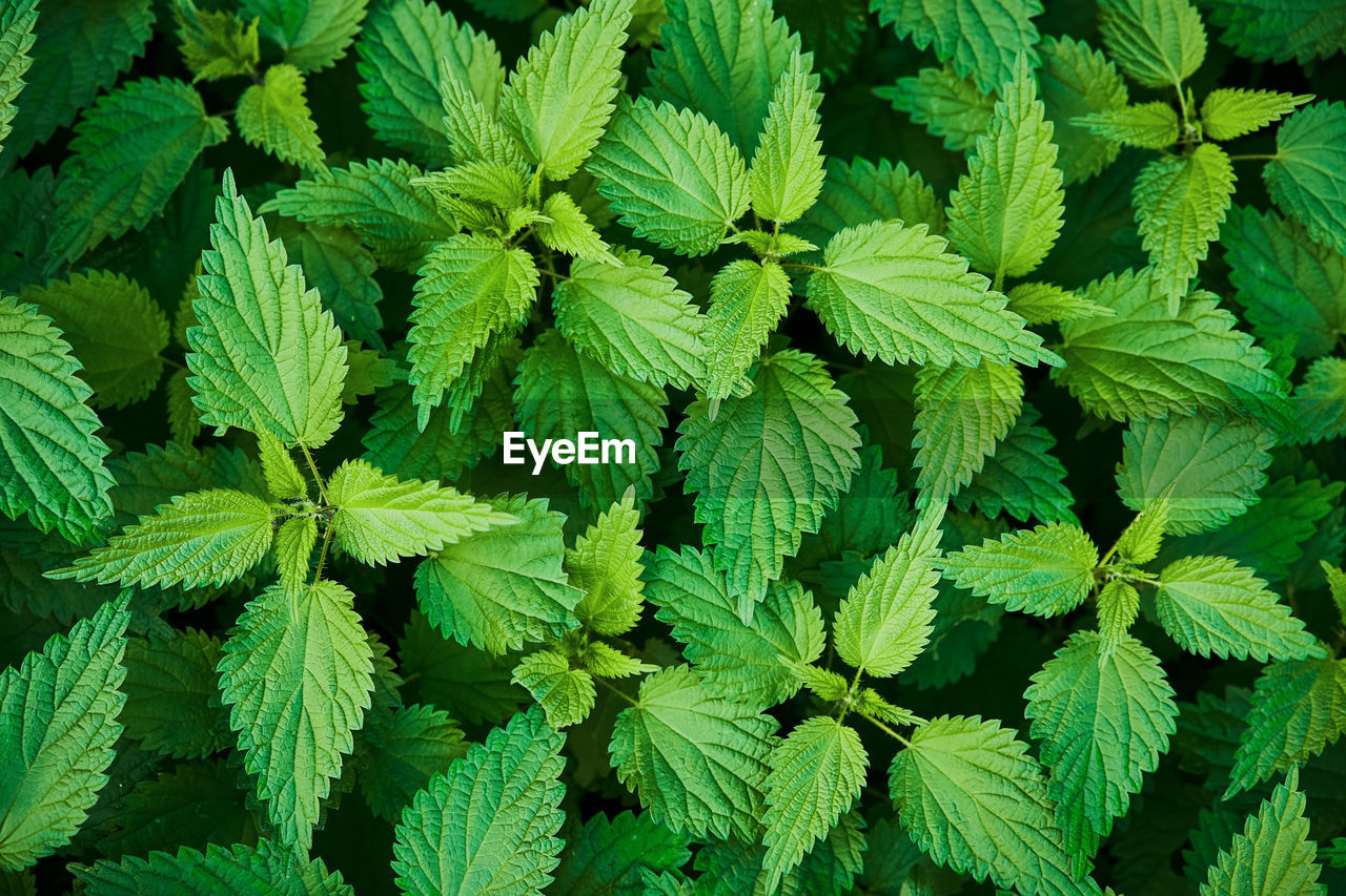 FULL FRAME SHOT OF PLANTS