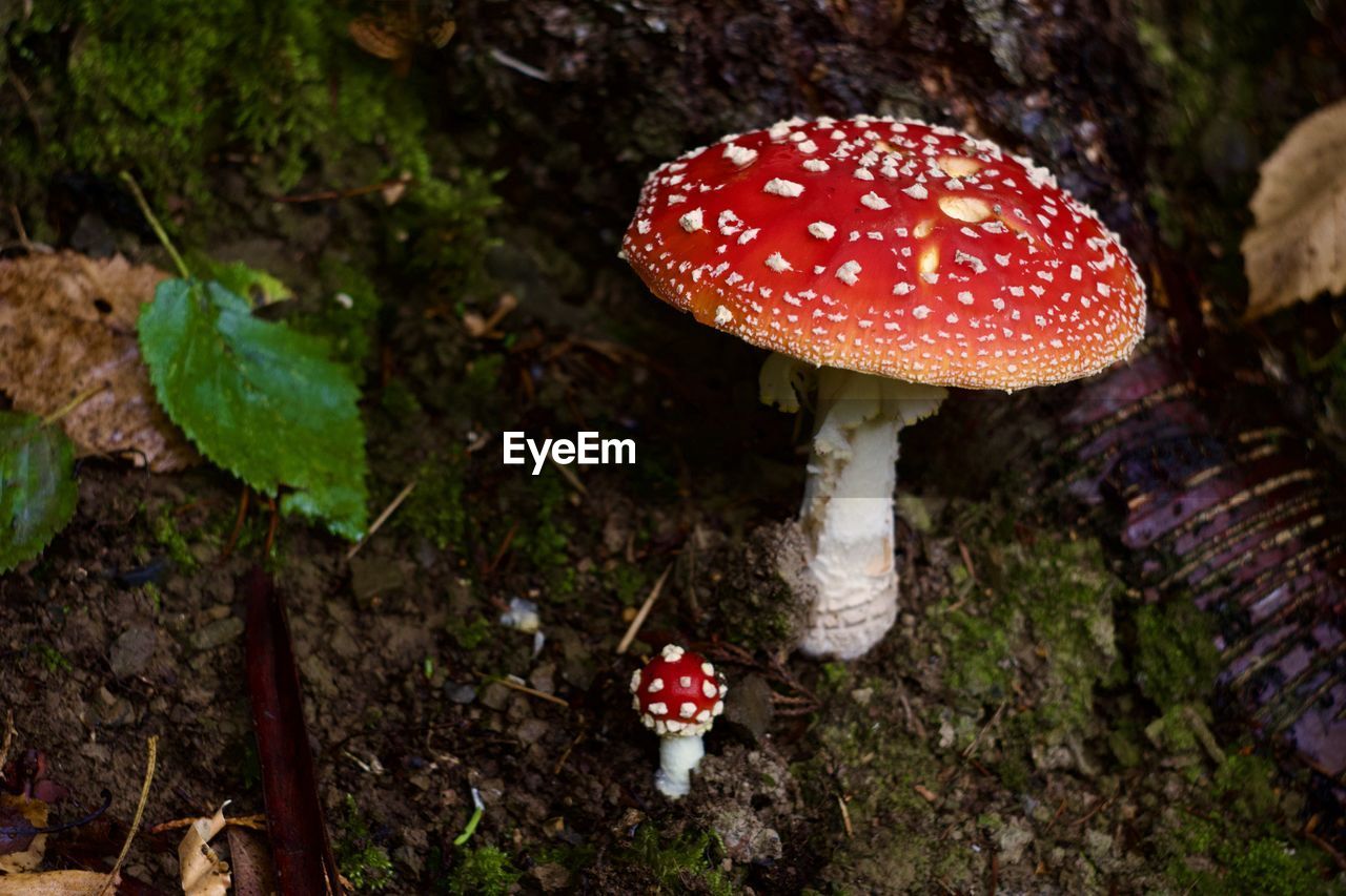 fungus, mushroom, vegetable, fly agaric mushroom, forest, nature, food, plant, growth, toadstool, woodland, red, land, agaric, autumn, tree, edible mushroom, poisonous, close-up, no people, spotted, food and drink, beauty in nature, bolete, leaf, day, outdoors, agaricus, penny bun, macro photography, agaricaceae, moss, freshness, flower, focus on foreground
