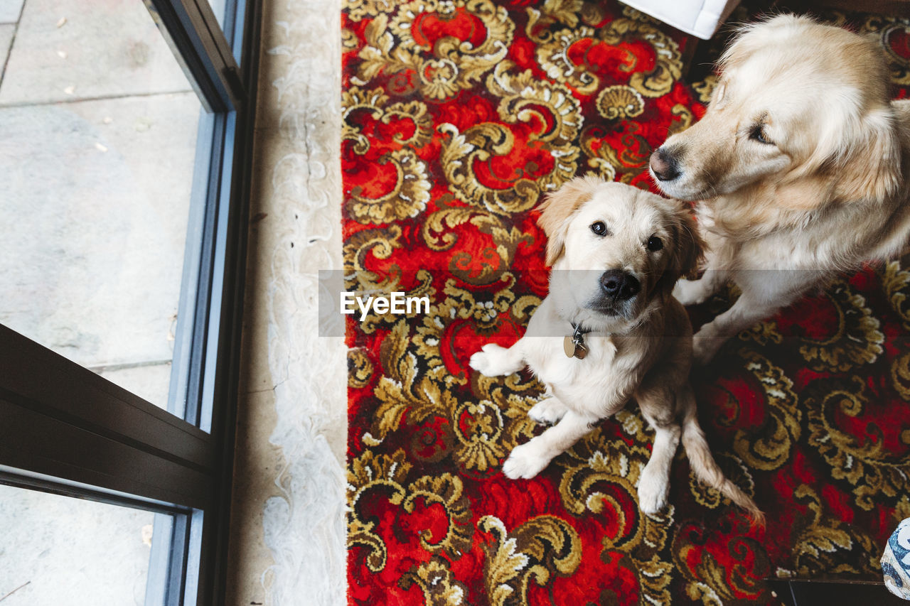 Overhead view of golden retriever labrador puppy and golden retriever