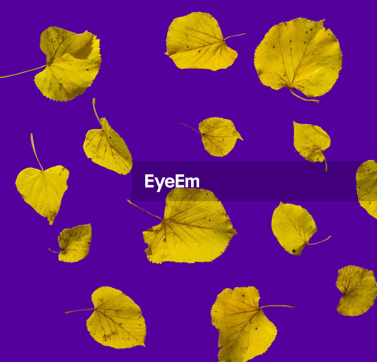 HIGH ANGLE VIEW OF YELLOW LEAVES FLOATING ON WATER OVER BLACK BACKGROUND