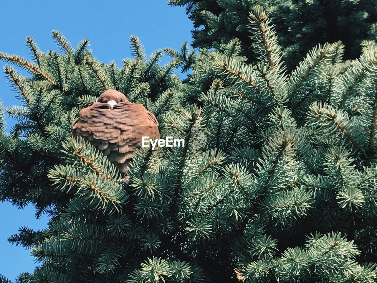 LOW ANGLE VIEW OF TREE AGAINST THE SKY