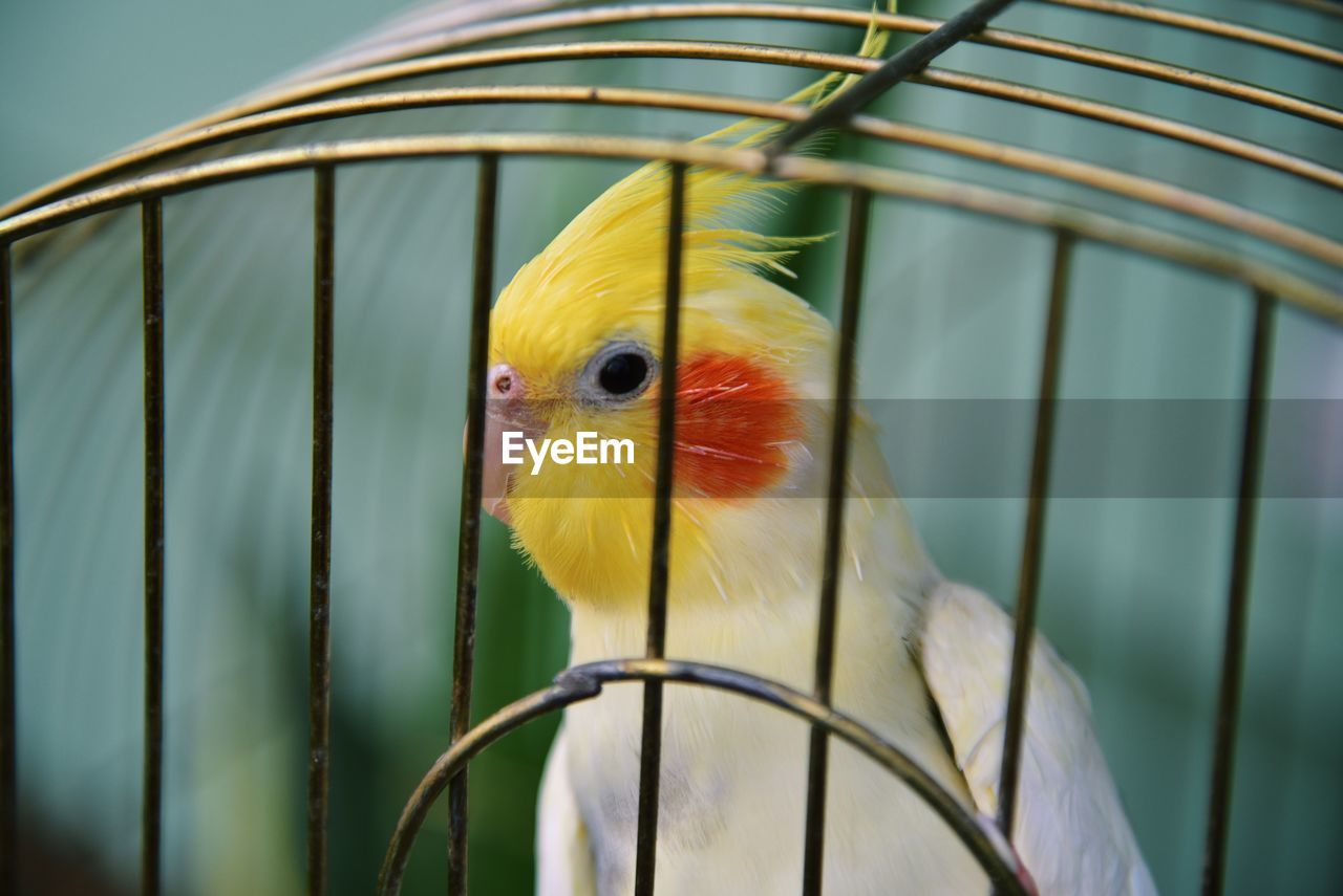 Close-up of parrot in cage