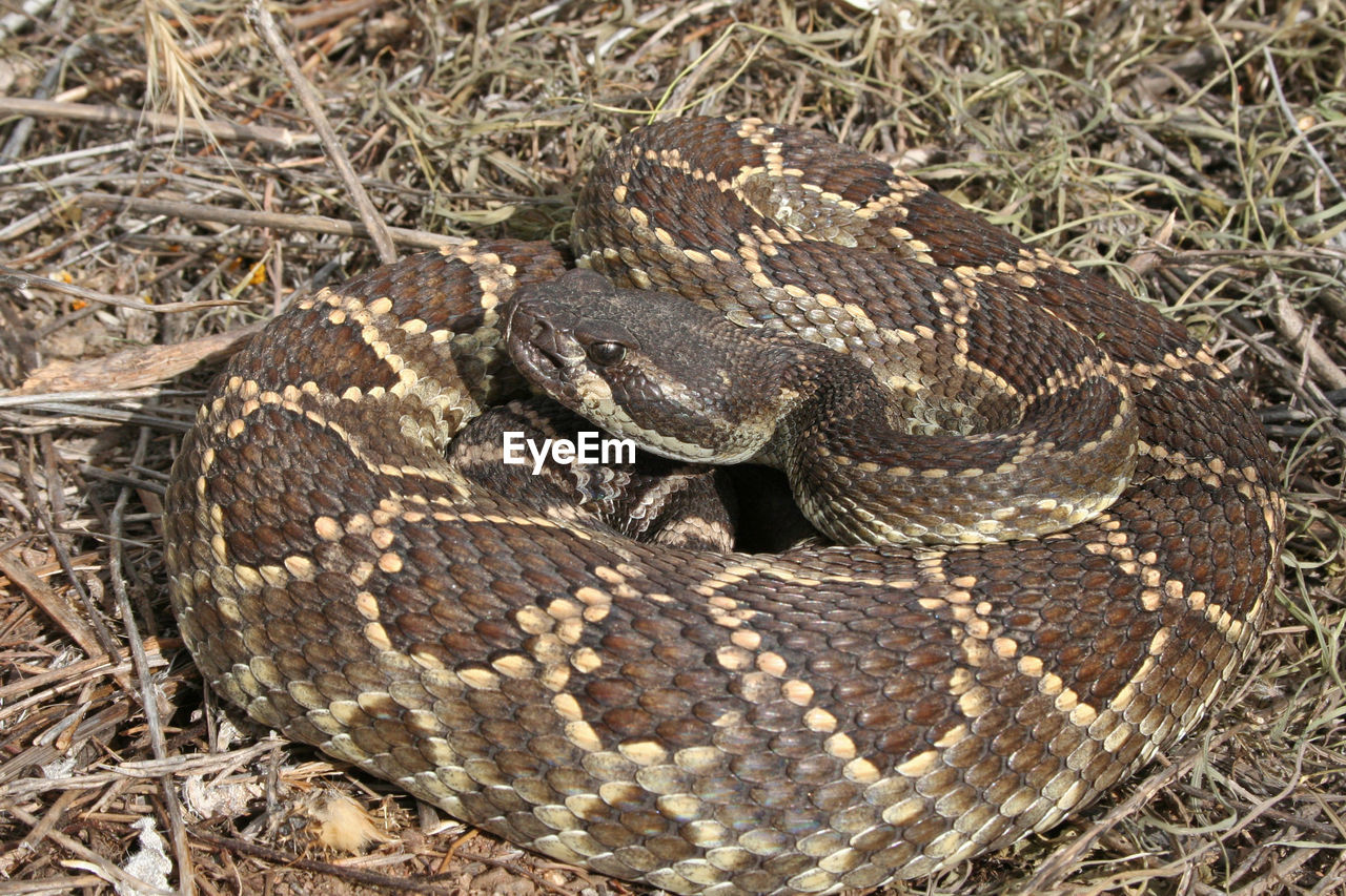 HIGH ANGLE VIEW OF A TURTLE