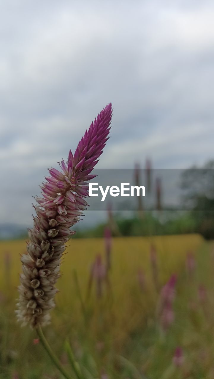 plant, flower, nature, beauty in nature, growth, flowering plant, cloud, sky, grass, focus on foreground, prairie, no people, close-up, field, land, freshness, tranquility, day, landscape, environment, fragility, outdoors, scenics - nature, tranquil scene, pink, wildflower, purple, selective focus, plant stem, meadow