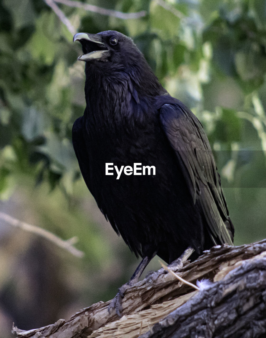 animal themes, animal, bird, animal wildlife, wildlife, one animal, beak, perching, raven, black, crow-like bird, crow, tree, blackbird, nature, plant, branch, no people, full length, outdoors