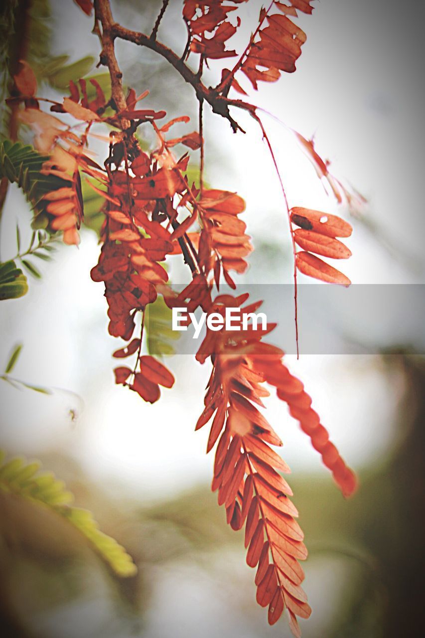 CLOSE-UP OF MAPLE LEAVES ON TREE BRANCH