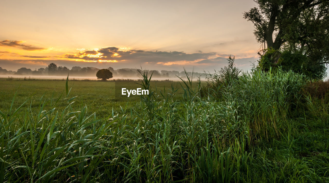 Scenic view of field against sky during sunset