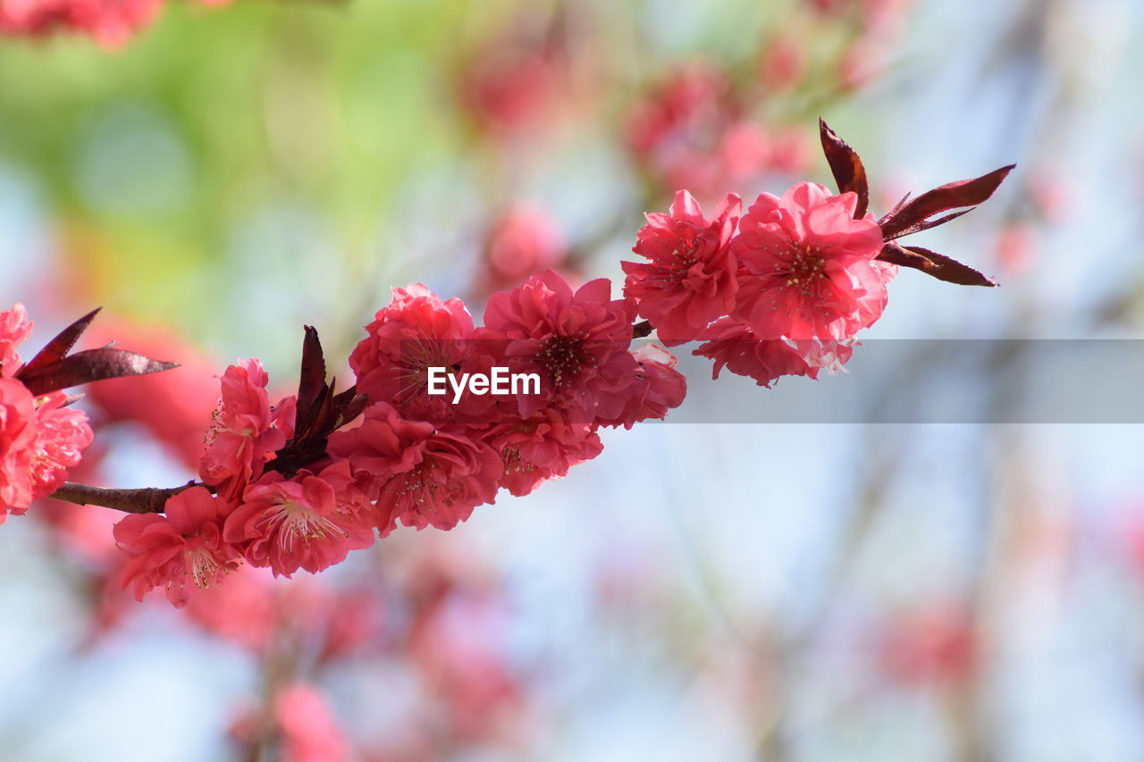 Close-up of red cherry blossom