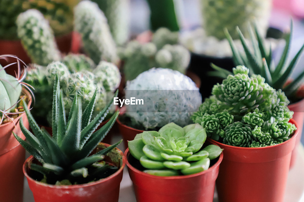 Close-up of succulent plant in market