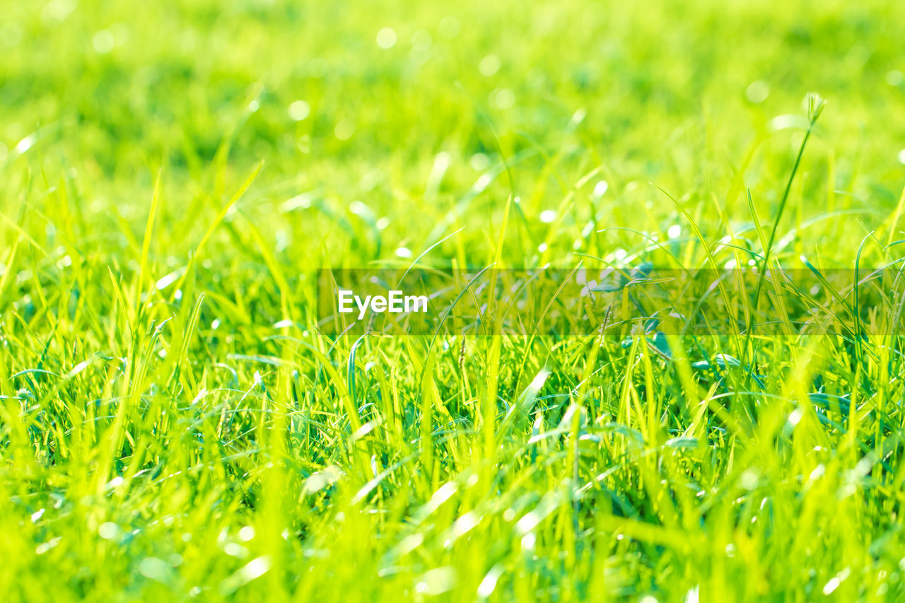 FULL FRAME SHOT OF FRESH GREEN FIELD