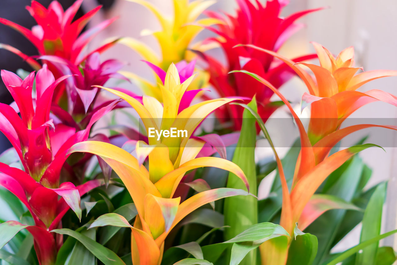 Colorful blooming bromeliad flowers indoors, soft focus