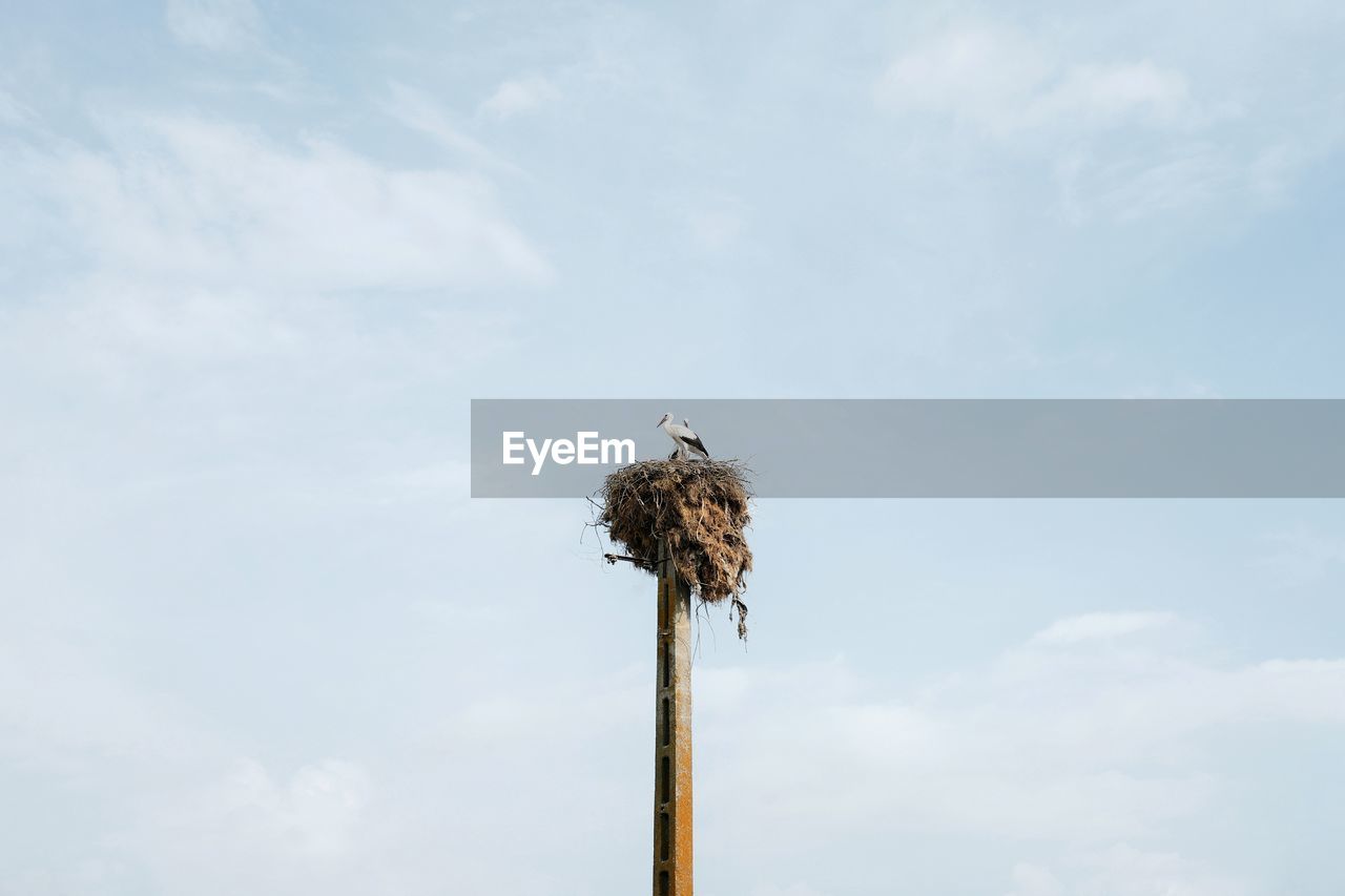 Low angle view of bird perching on wooden post against sky