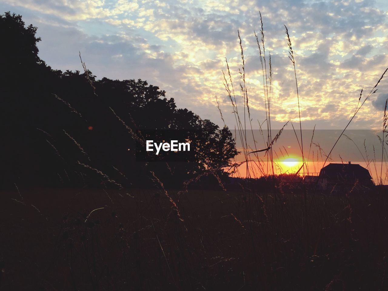 SILHOUETTE OF TREES AT SUNSET