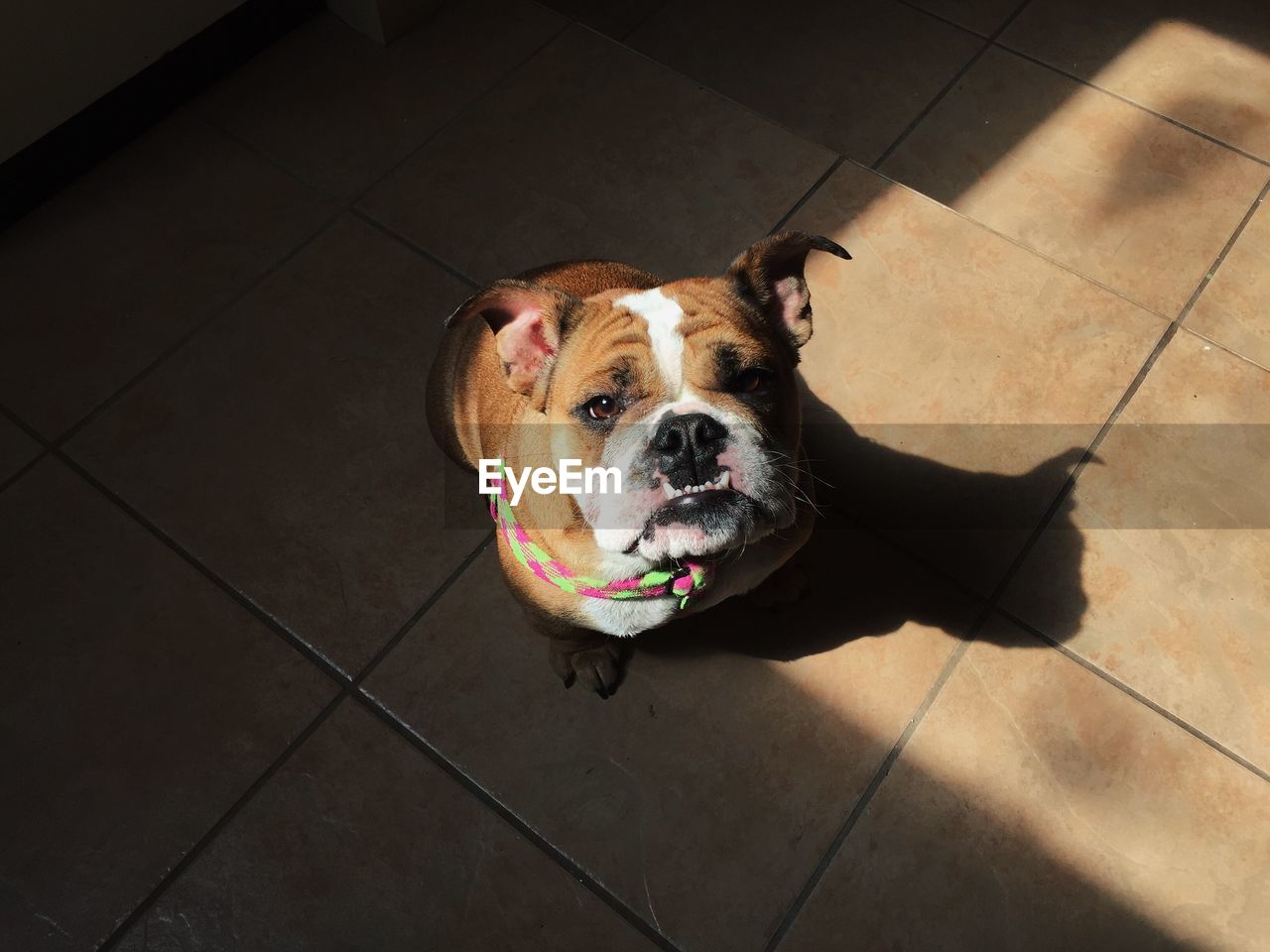 High angle portrait of english bulldog on tiled floor