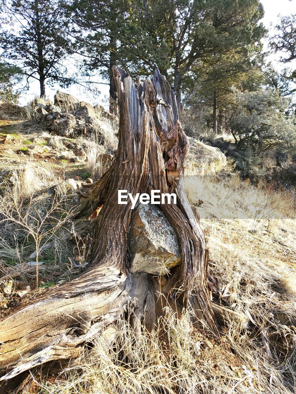 DEAD TREE IN FOREST