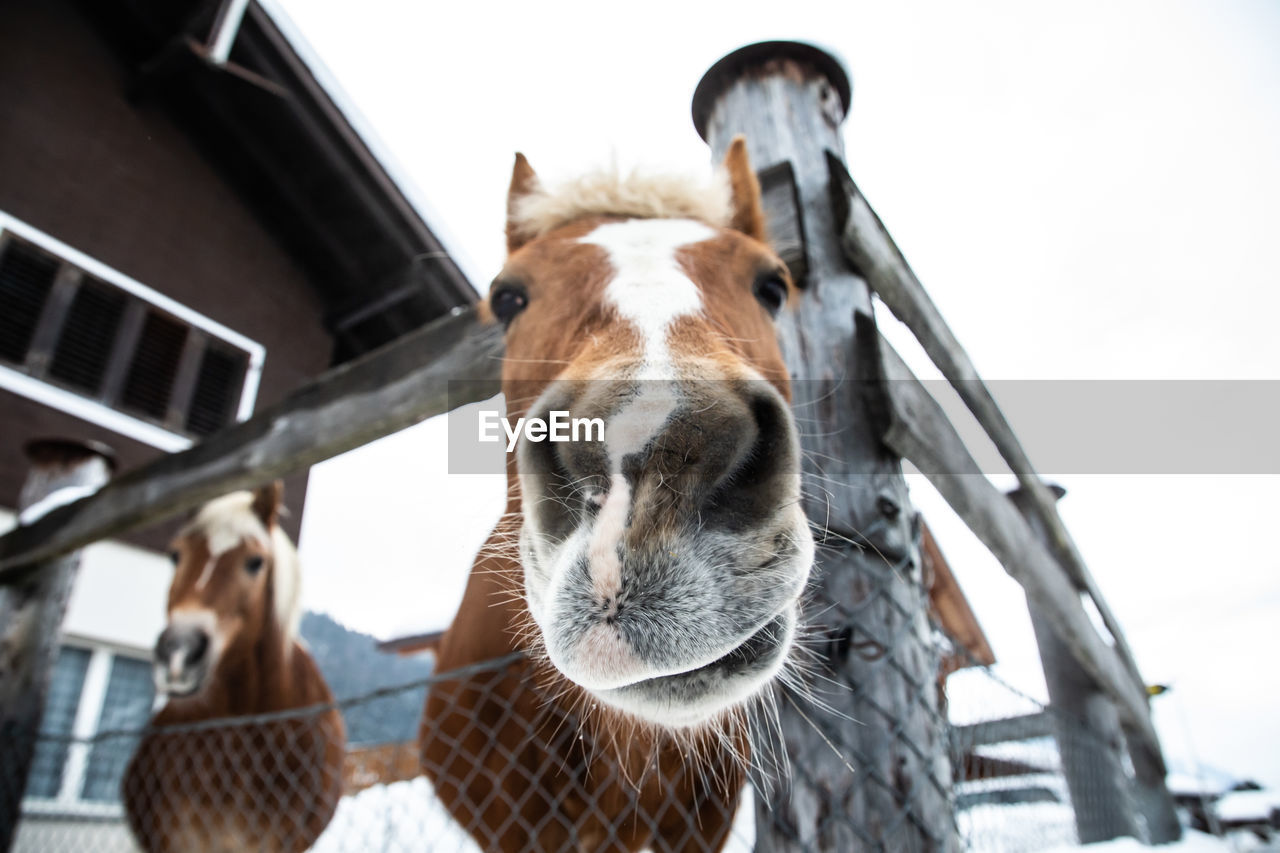 CLOSE-UP OF HORSE