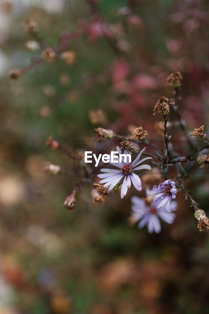 CLOSE-UP OF CHERRY BLOSSOM PLANT