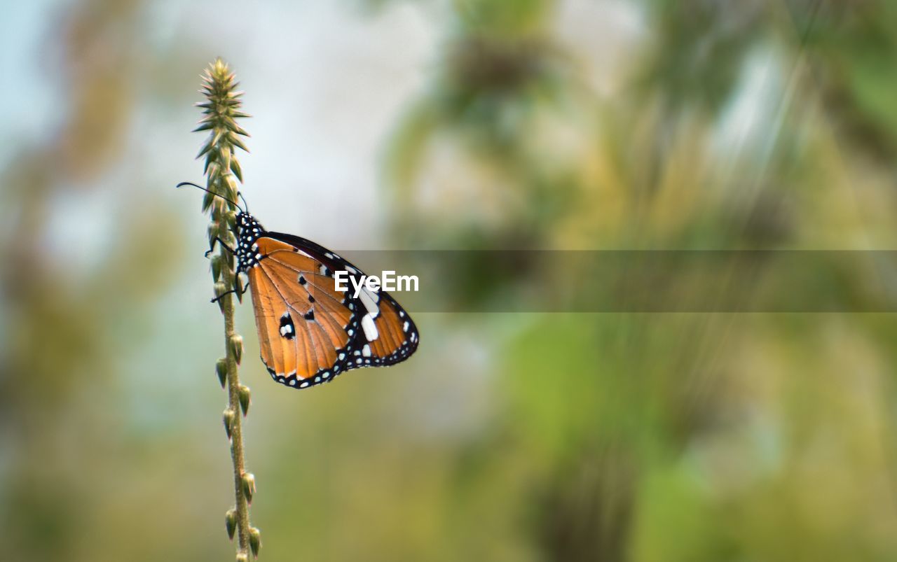 Close-up of butterfly on flower