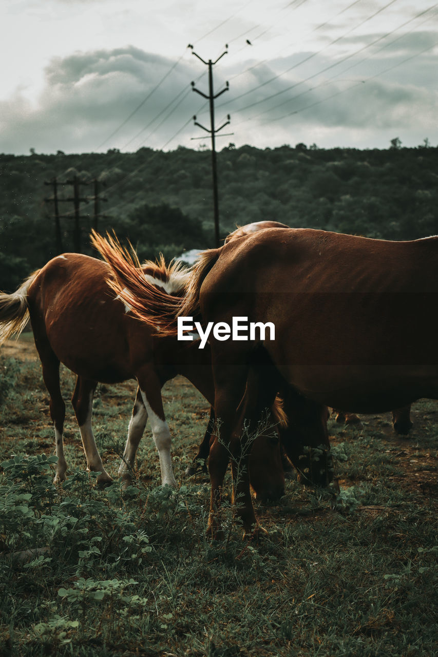 Horses standing in ranch