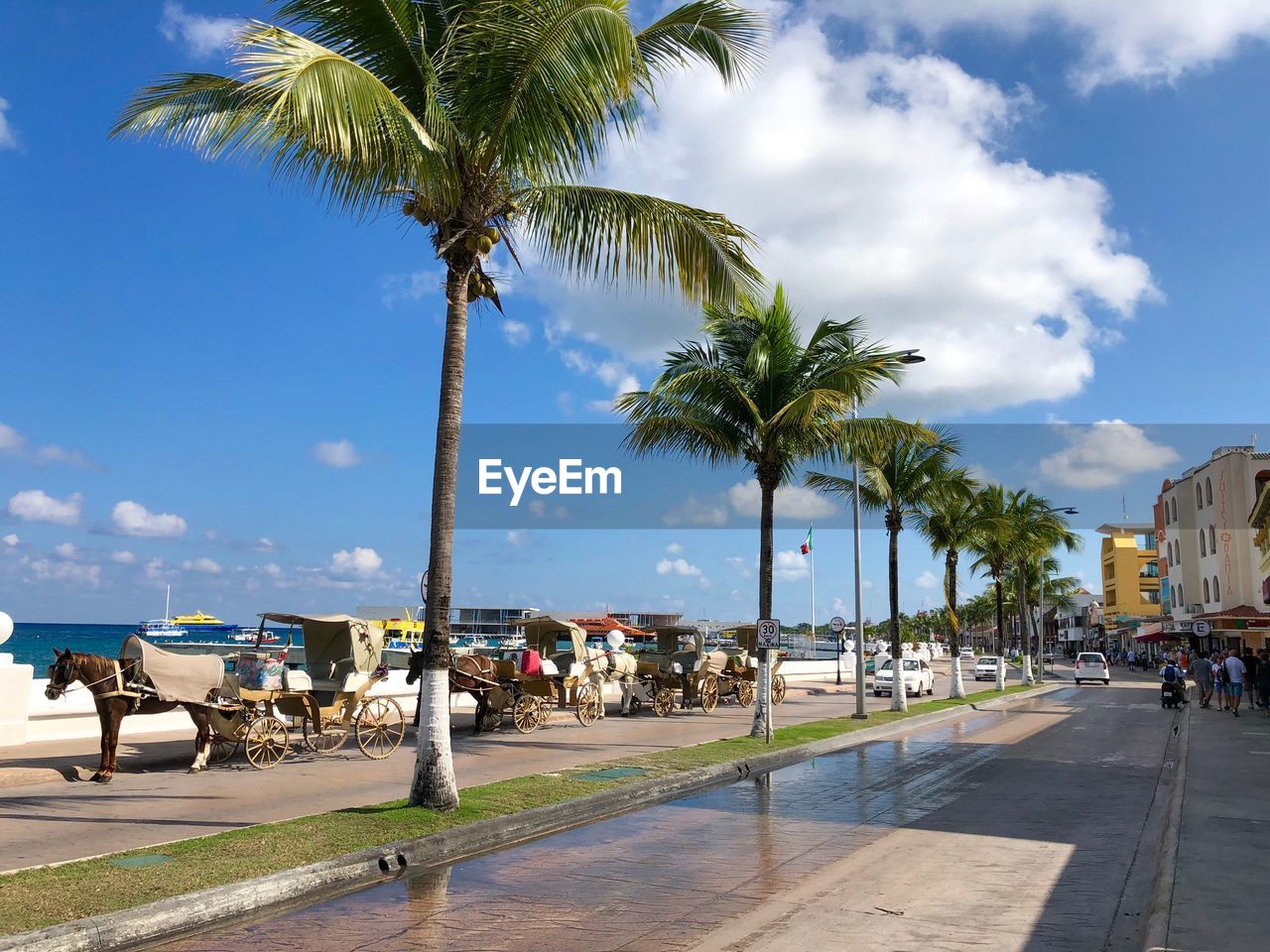 Palm trees on road by city against sky