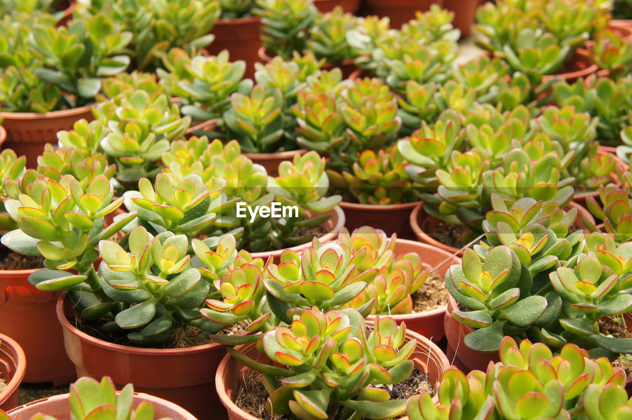 HIGH ANGLE VIEW OF SUCCULENT PLANTS IN POT