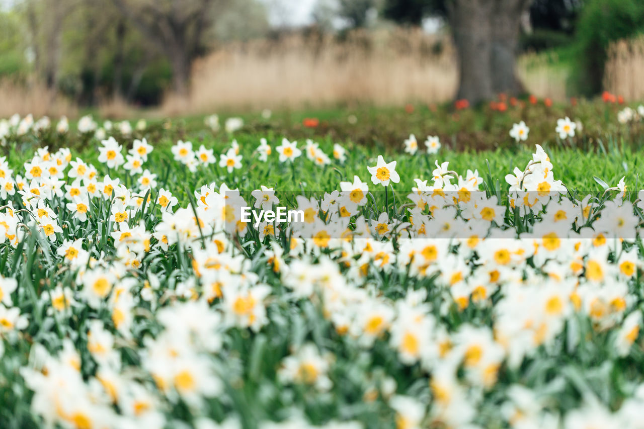 Close-up of flowering plants on field