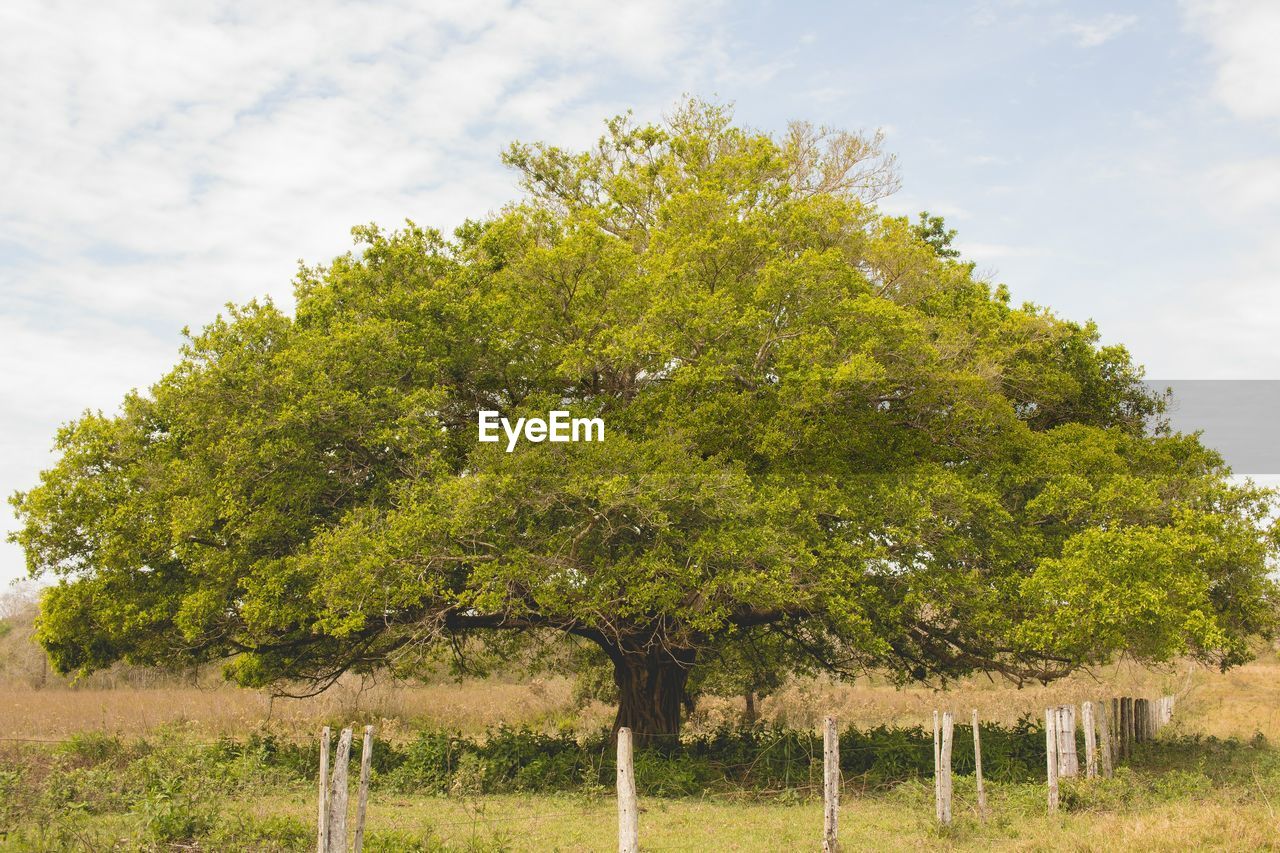 TREES GROWING ON FIELD