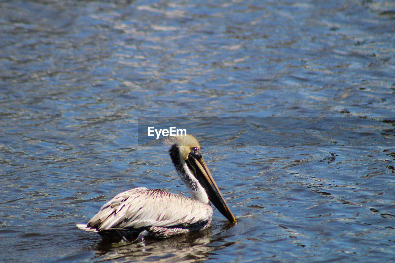 BIRD SWIMMING IN LAKE