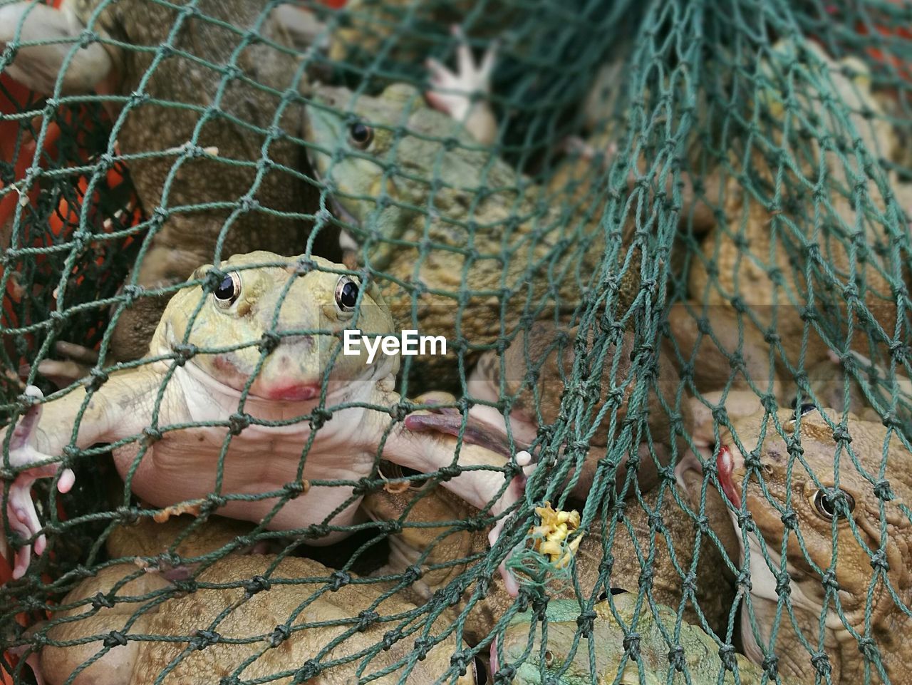 Close-up of captured toads