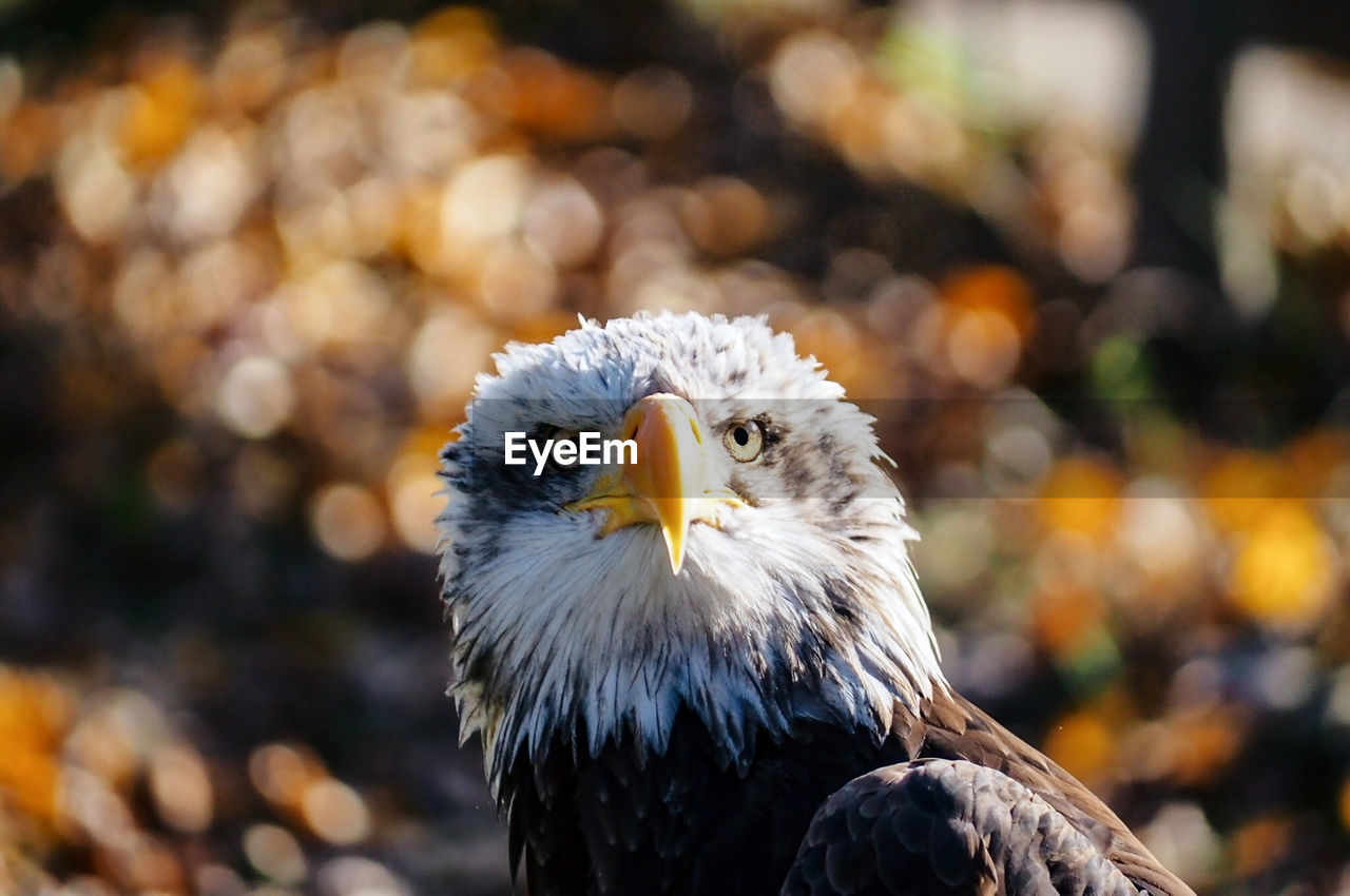 CLOSE-UP OF OWL