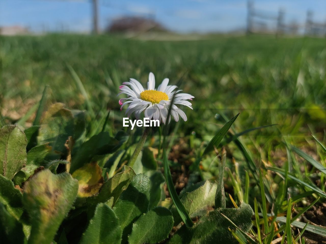 plant, flower, flowering plant, beauty in nature, freshness, field, nature, growth, flower head, fragility, meadow, grass, inflorescence, petal, close-up, sky, green, land, no people, environment, focus on foreground, wildflower, daisy, landscape, day, prairie, outdoors, yellow, springtime, pollen, white, botany, blossom, leaf, rural scene, plant part