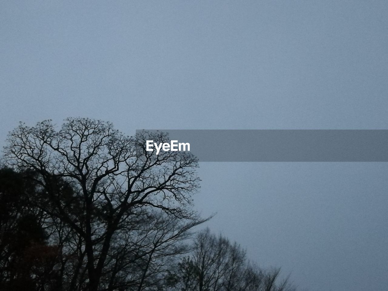 LOW ANGLE VIEW OF TREES AGAINST SKY