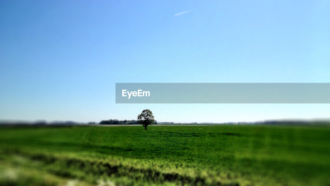 Scenic view of grassy landscape against clear blue sky