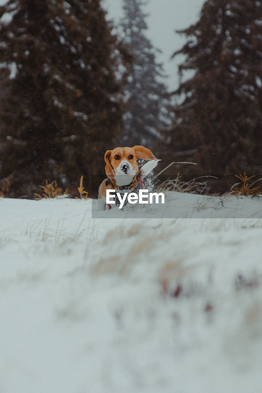 View of a dog on snow covered land