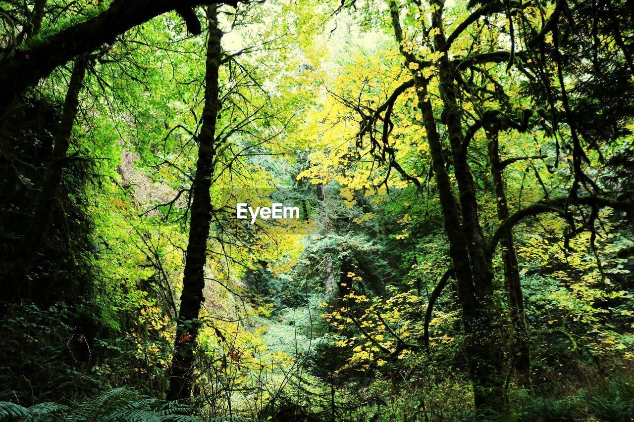 VIEW OF TREES IN FOREST