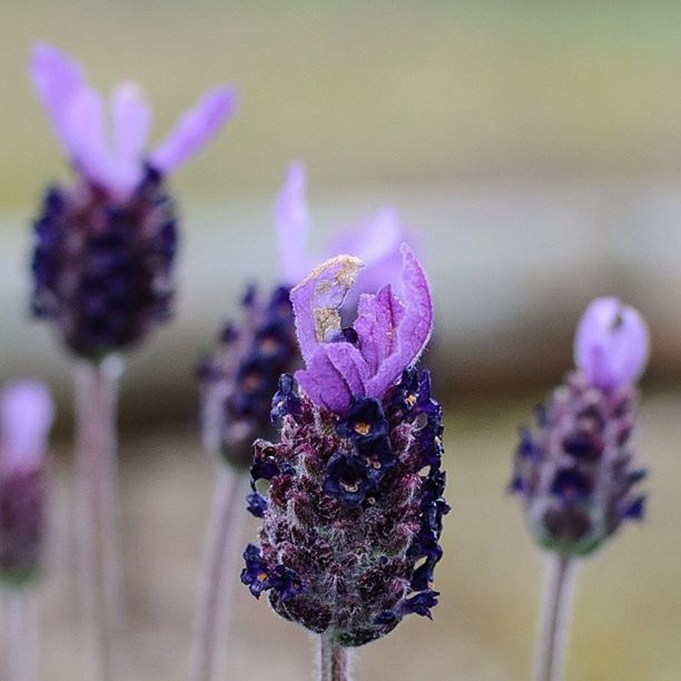 CLOSE-UP OF PURPLE FLOWERS BLOOMING OUTDOORS