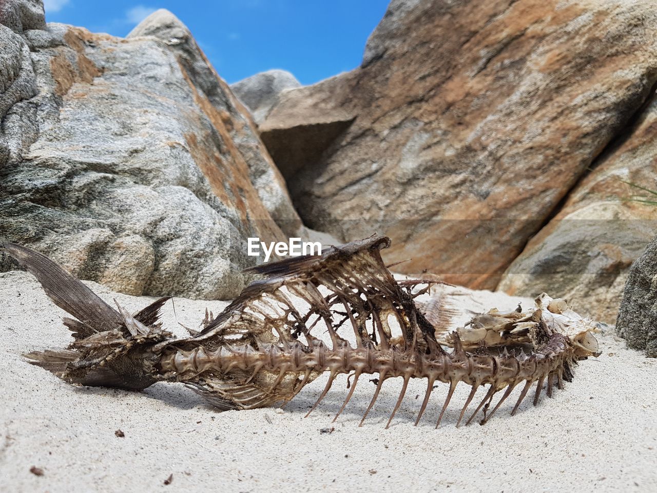 Close-up of animal skelleton on beach with rock background 