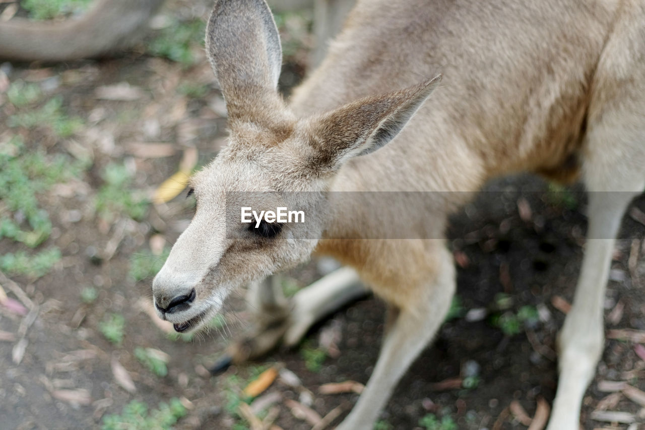 Baby wallaby