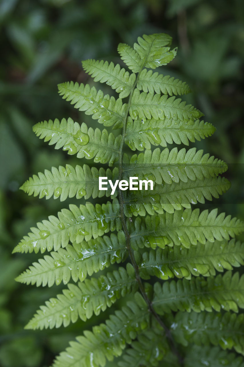 Close-up of fern leaves