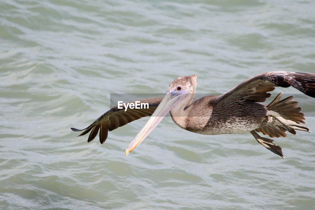 CLOSE-UP OF DUCK FLYING OVER LAKE