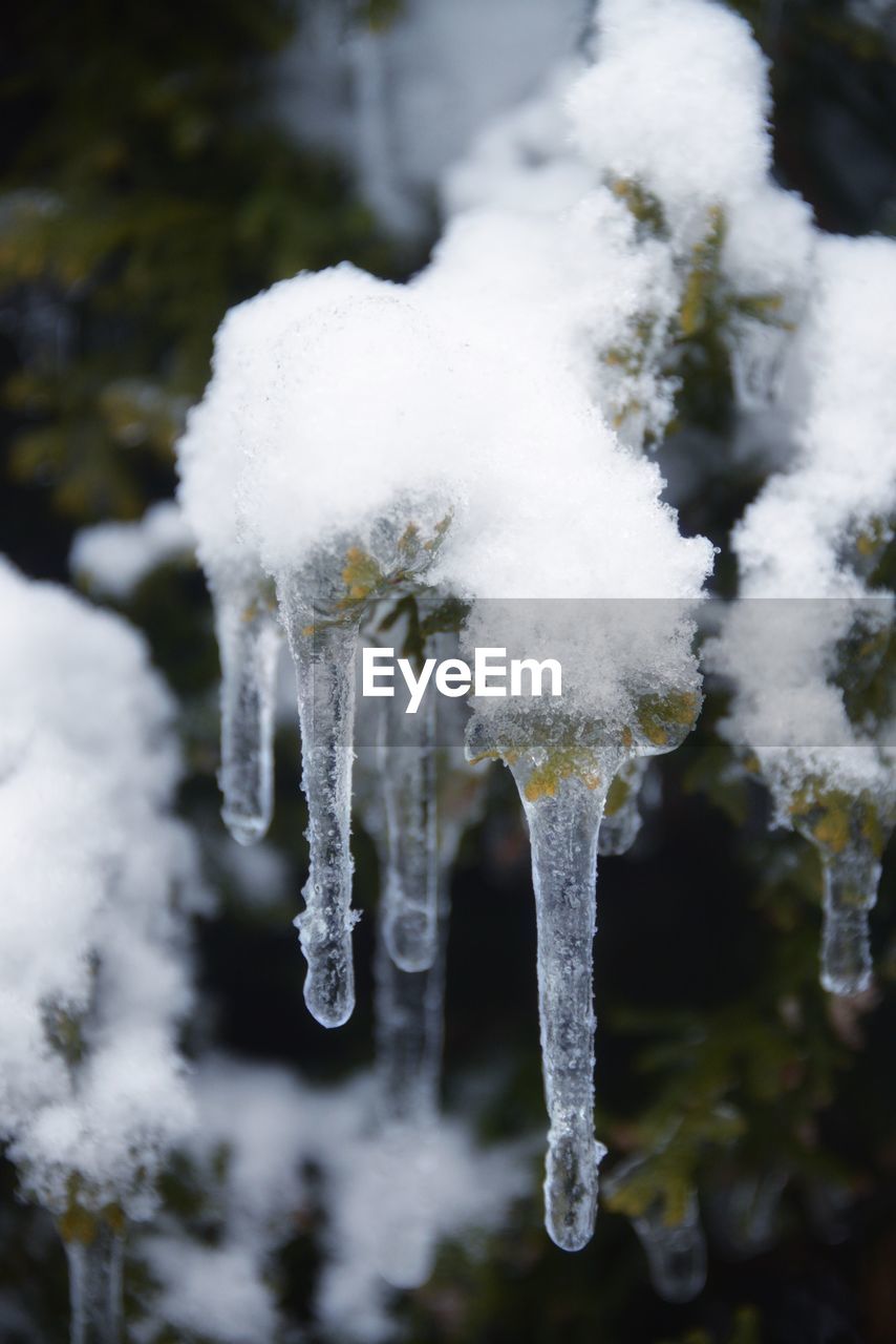 Close-up of snow on plant