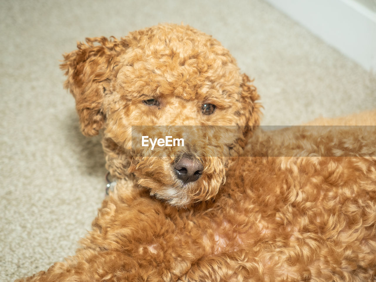 HIGH ANGLE PORTRAIT OF A DOG ON THE FLOOR
