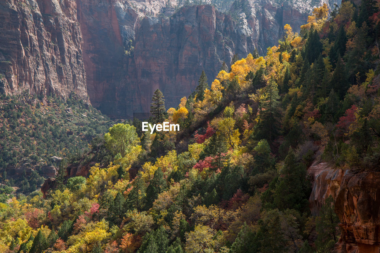 Natural landscape in autumn at zion national park in usa