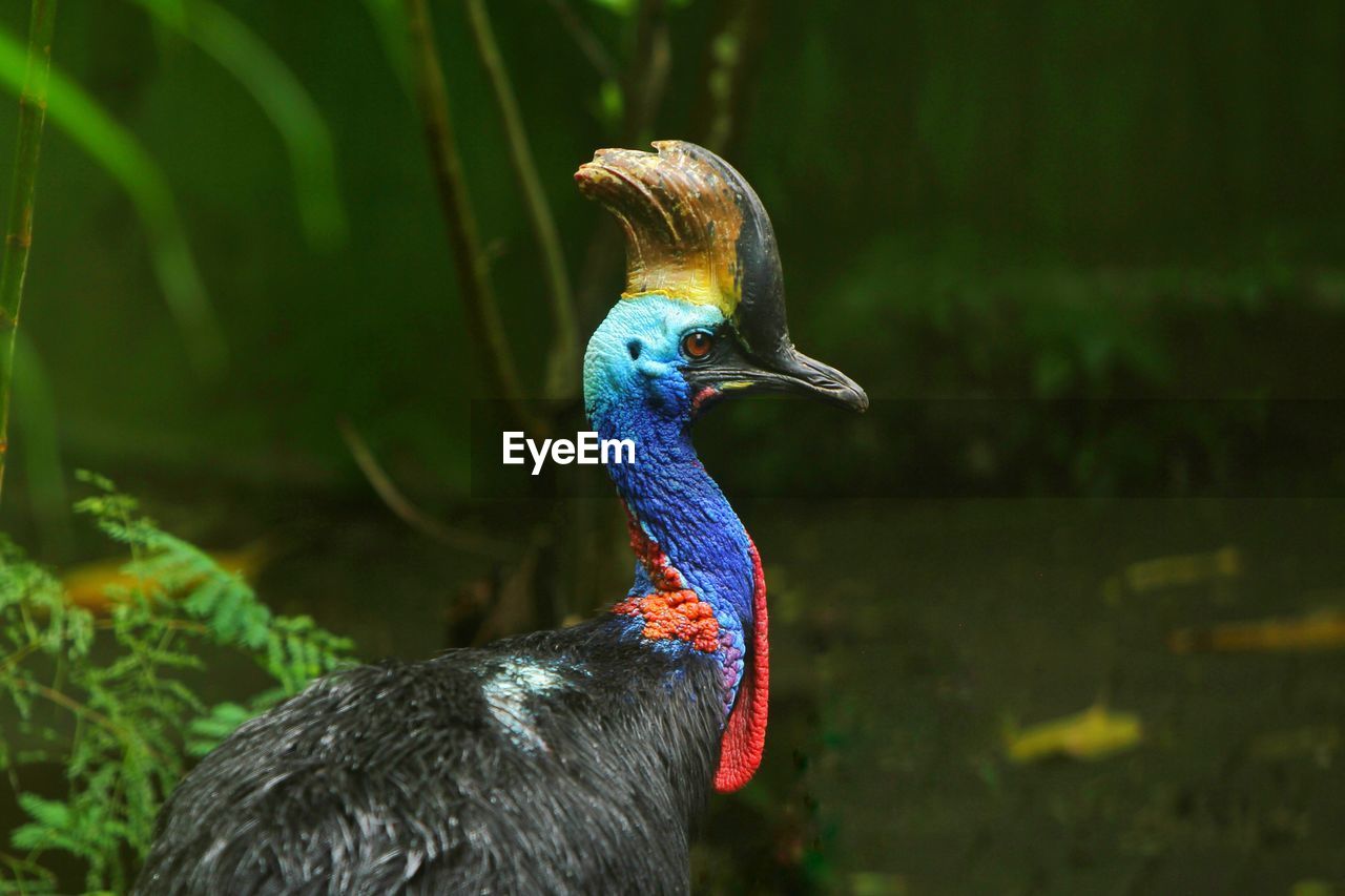 animal themes, animal, bird, one animal, beak, animal wildlife, wildlife, nature, animal body part, peacock, no people, multi colored, outdoors, green, close-up, focus on foreground