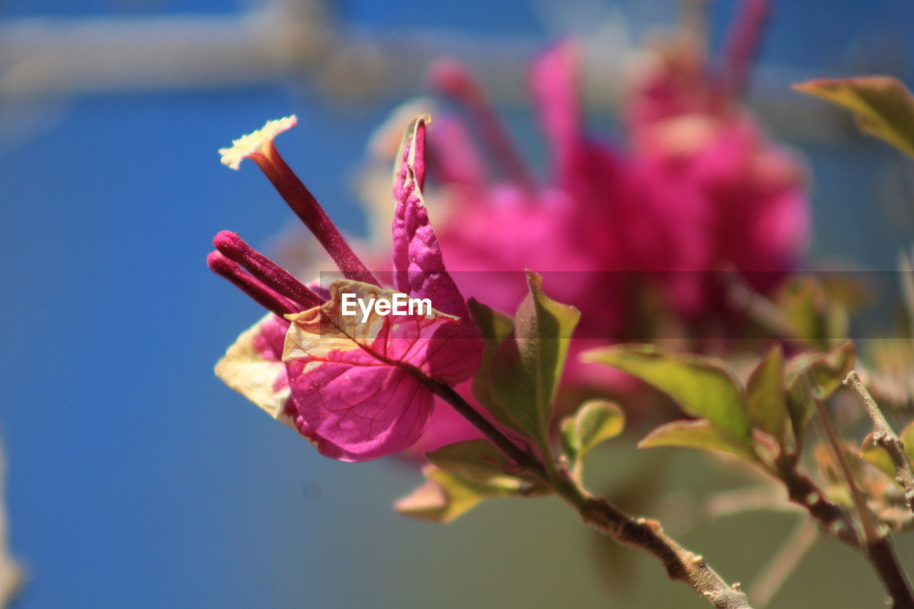 CLOSE-UP OF PINK ROSE PLANT