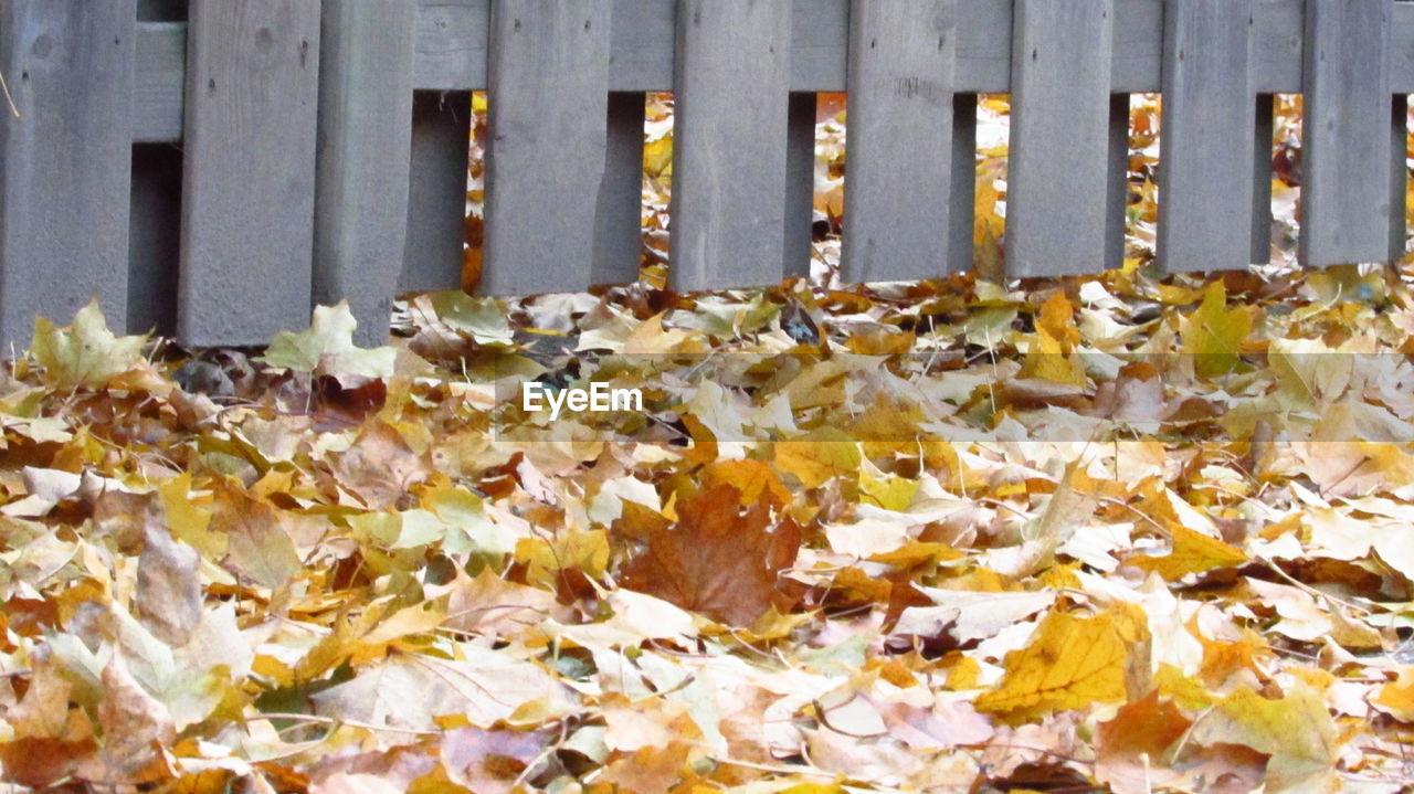 CLOSE-UP OF YELLOW AUTUMN LEAVES