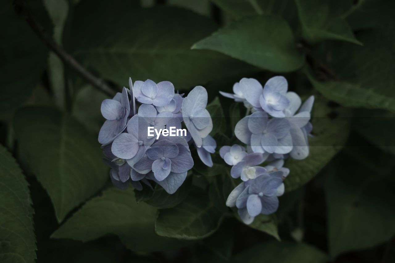 CLOSE-UP OF PURPLE HYDRANGEA FLOWER