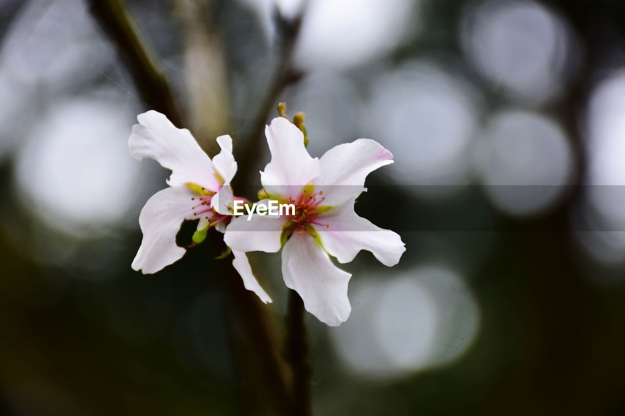 CLOSE-UP OF FRESH WHITE CHERRY BLOSSOM